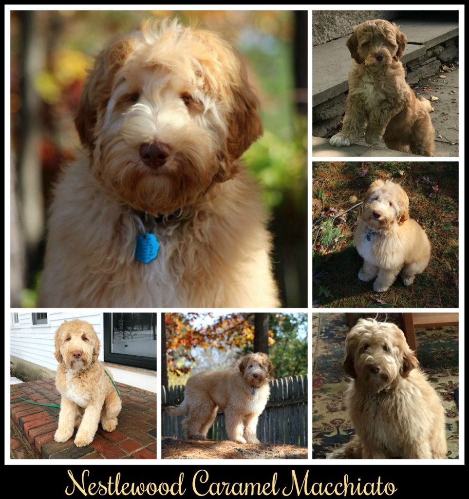 Nestlewood Caramel Macchiato ALAA068325 Australian Labradoodle